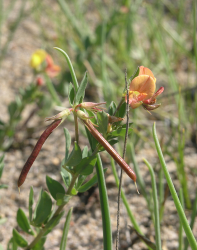 Krylov's Trefoil (Lotus krylovii)