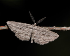 Euphronarcha leptodesma