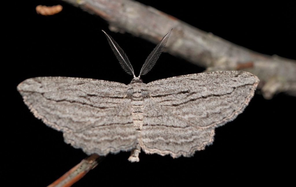 Euphronarcha leptodesma