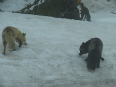 Vulpes vulpes cascadensis