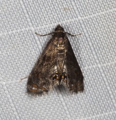 Paracataclysta fuscalis