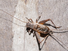 Eurepa marginipennis