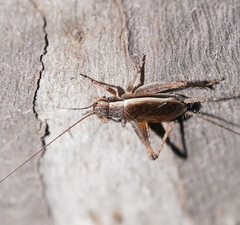 Eurepa marginipennis