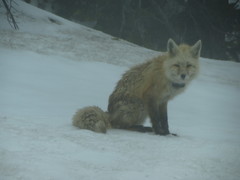 Vulpes vulpes cascadensis
