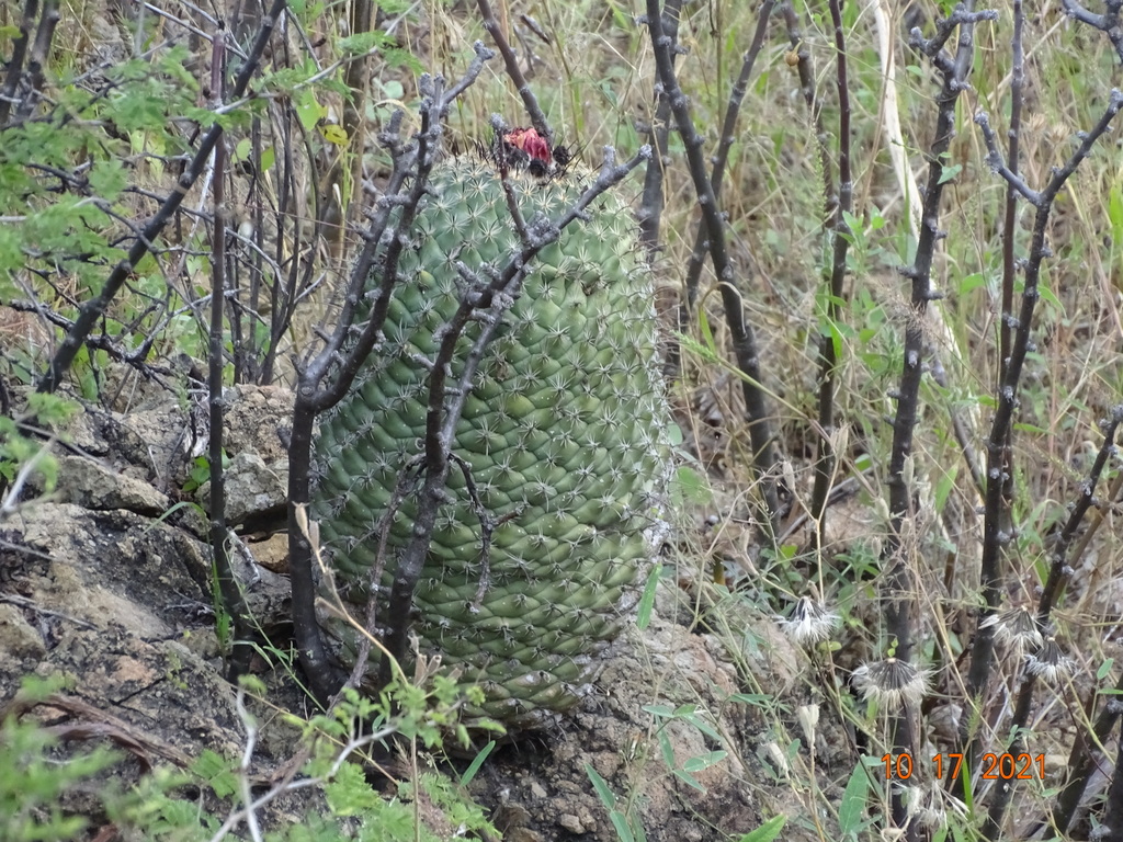 Coryphantha longicornis, Durango, MX