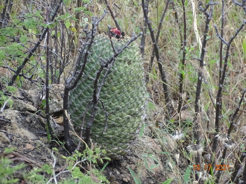 Coryphantha longicornis