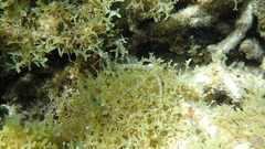 Corythoichthys intestinalis