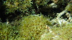 Corythoichthys intestinalis