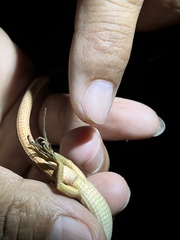 Takydromus viridipunctatus