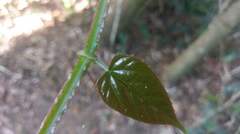 Cissus pteroclada