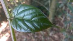 Cissus pteroclada