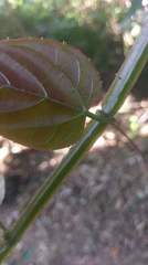 Cissus pteroclada