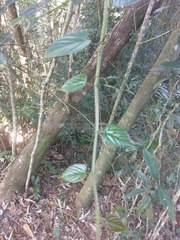 Cissus pteroclada
