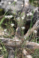 Pimelea stricta