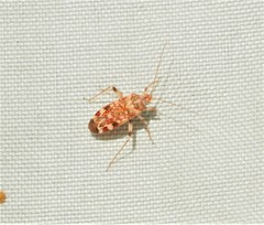 Acaciacapsus bournda
