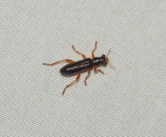 Lemidia