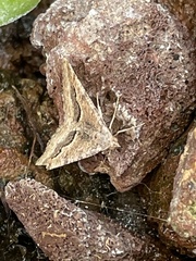 Frederickia s-signata