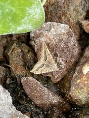 Frederickia s-signata