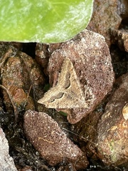 Frederickia s-signata