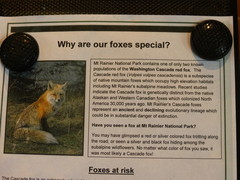 Vulpes vulpes cascadensis
