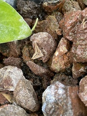 Frederickia s-signata