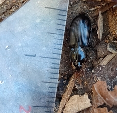 Carabidae