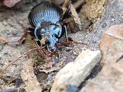 Carabidae