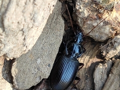 Carabidae