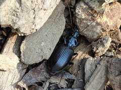Carabidae