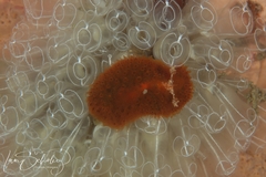 Madrella ferruginosa
