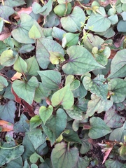 Houttuynia cordata