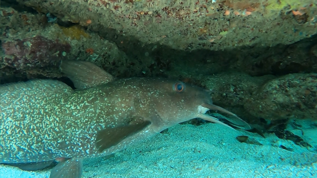 Darkfin eeltail catfish (Plotosus limbatus) — Plotosidae