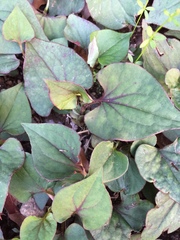 Houttuynia cordata