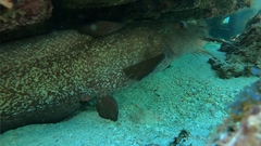 Darkfin Eel-Catfish photo 4