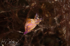 Polycera janjukia