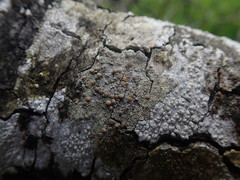 Lecanora flavopallida