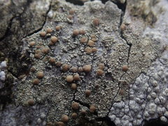 Lecanora flavopallida