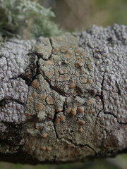 Lecanora flavopallida
