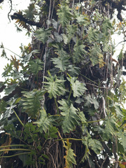 Philodendron lacerum