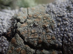 Lecanora flavopallida