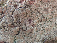 Lecanora flavopallida