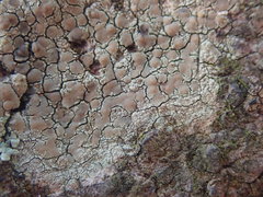 Lecanora flavopallida