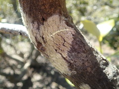 Lecanora flavopallida