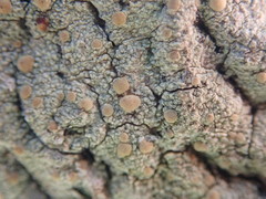 Lecanora flavopallida