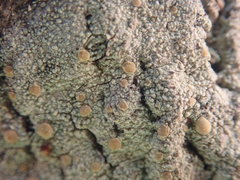 Lecanora flavopallida