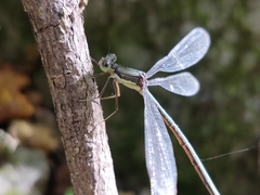 Lestes temporalis