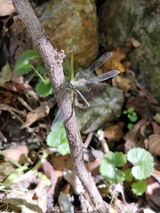 Lestes temporalis