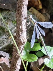 Lestes temporalis