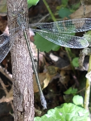 Lestes temporalis