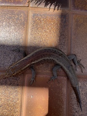 Liopholis personata